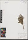 Foto von Salix aurita L. x Salix repens L.